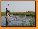 Delta eky Okavango