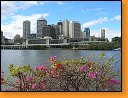 Brisbane kvetouc
