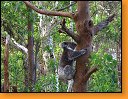 Koala nen z nemocnice ale jeden divok ipera.