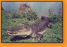 Krokodl slanovodn