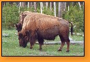 Opelichan bizon