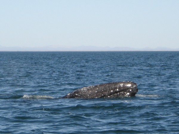 Velrybářská výprava do Mexika