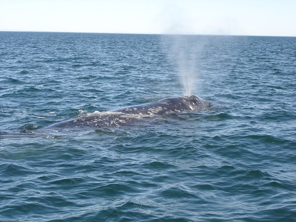 Velrybářská výprava do Mexika