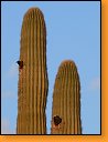 Kaktusy poprv